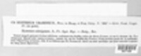 Lophodermium gramineum image